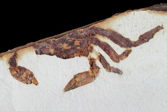 Partial Fossil Pea Crab (Pinnixa) From California - Miocene #74497